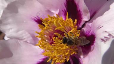 蜂蜜蜜蜂粉红色的花树<strong>牡丹</strong>收集蜂蜜花粉